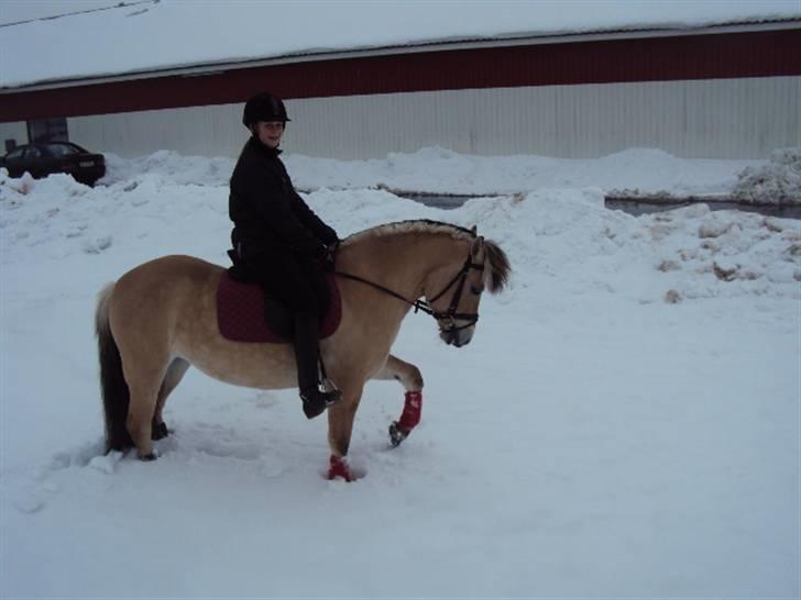 Fjordhest Tecilla billede 7