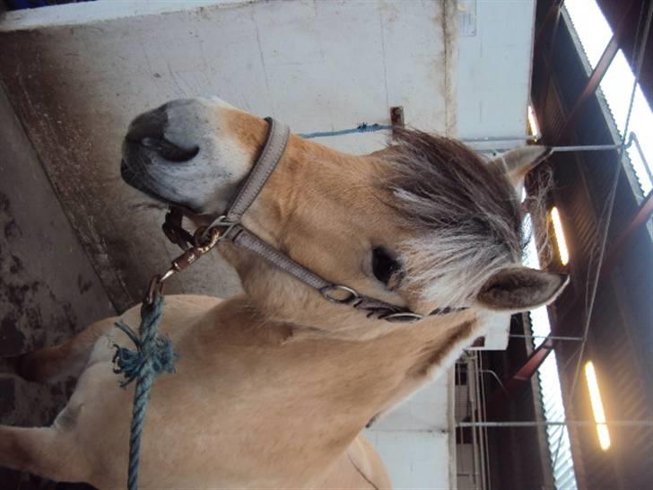 Fjordhest Tecilla billede 8