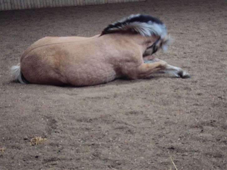 Fjordhest Tecilla billede 9