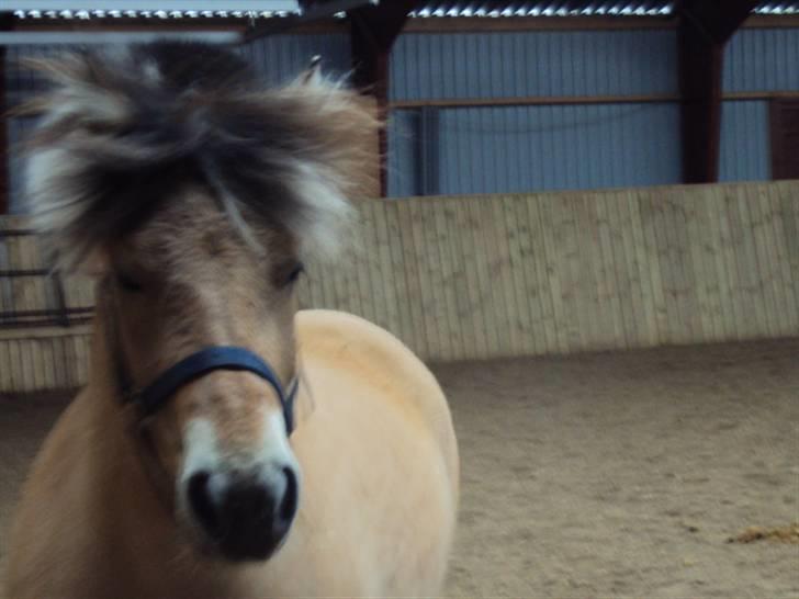 Fjordhest Tecilla billede 10