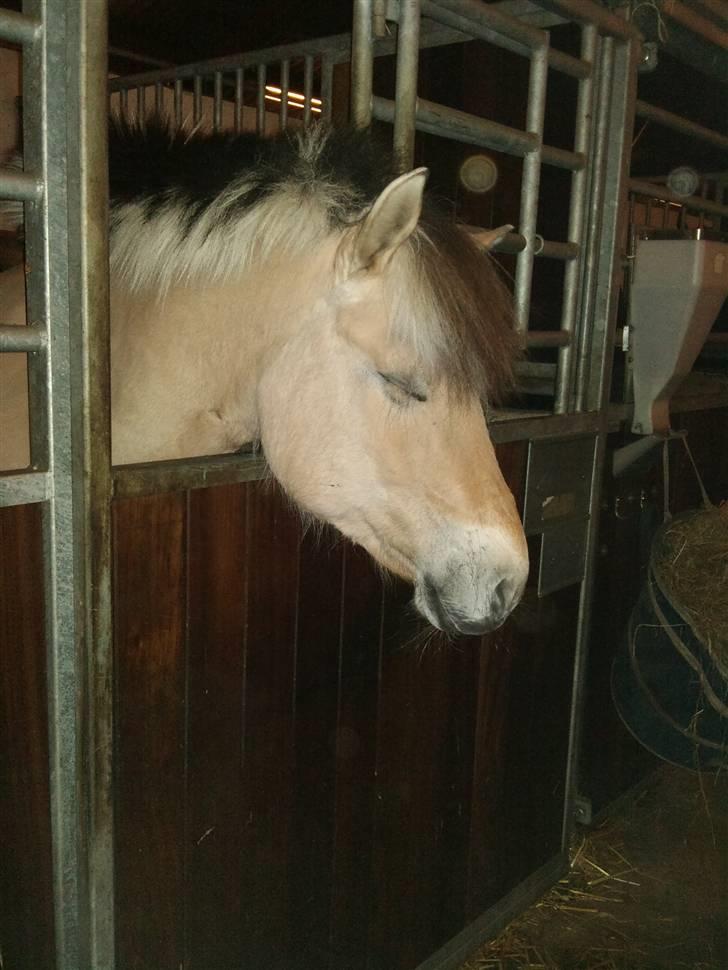 Fjordhest Tecilla billede 11
