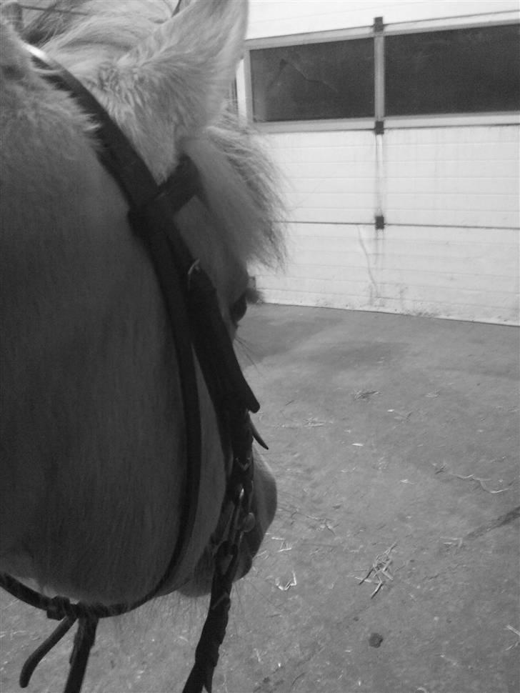 Fjordhest Tecilla billede 12