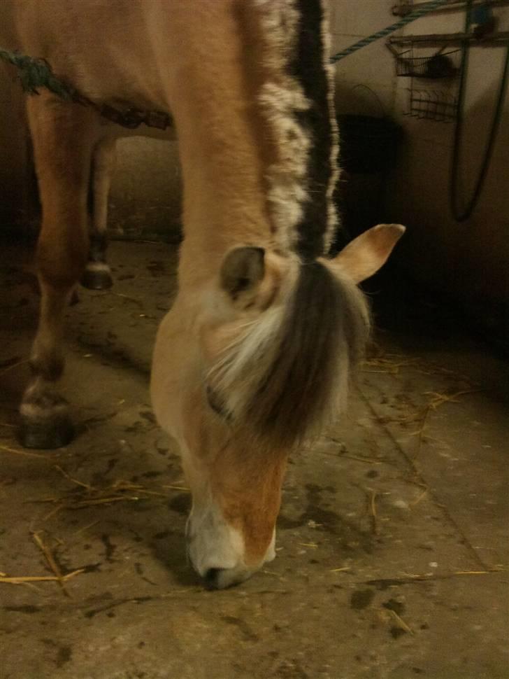 Fjordhest Tecilla billede 13