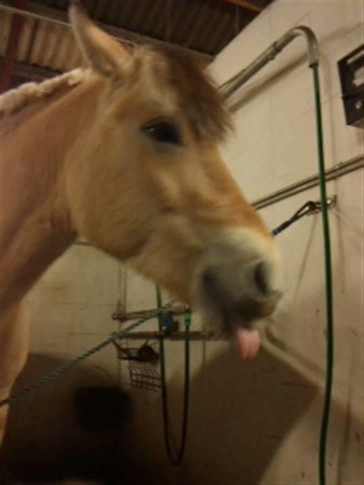 Fjordhest Tecilla billede 14