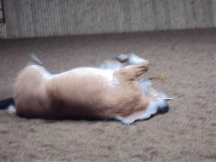 Fjordhest Tecilla billede 15