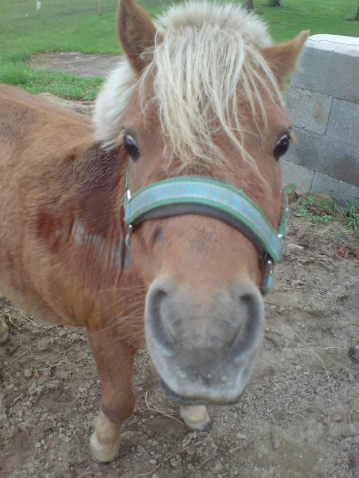 Shetlænder Mille  #SOLGT# - Mille 10 år billede 1