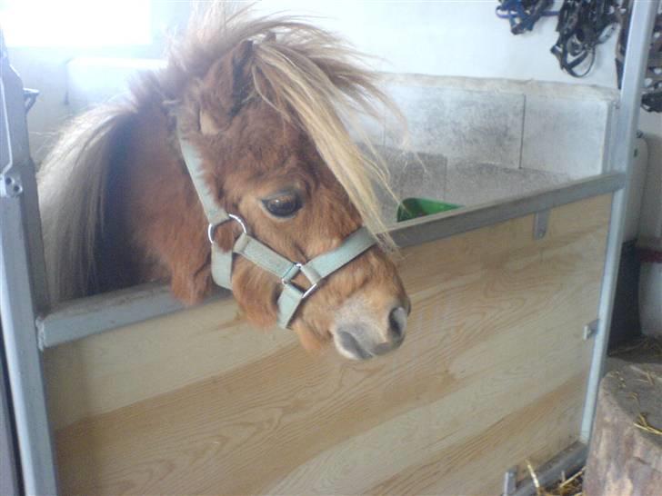 Shetlænder Mille  #SOLGT# - Mille i hendes nye boks billede 3