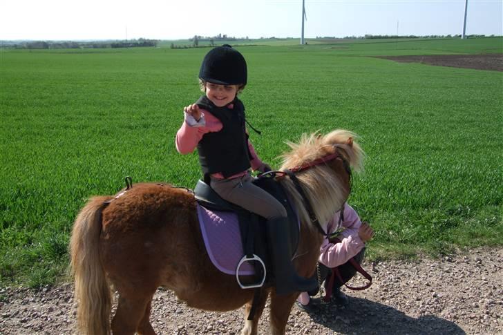Shetlænder Mille  #SOLGT# billede 5