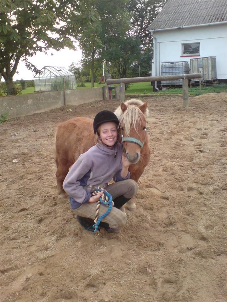 Shetlænder Mille  #SOLGT# - Anja og Mille billede 6