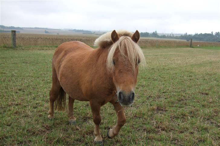 Shetlænder Mille  #SOLGT# - så er vi nysgerrig billede 10