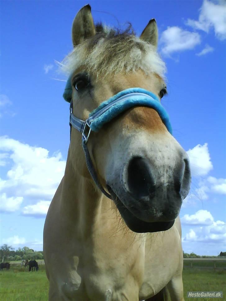 Fjordhest Herman - GL. PART - My Lover<3 :D  billede 3