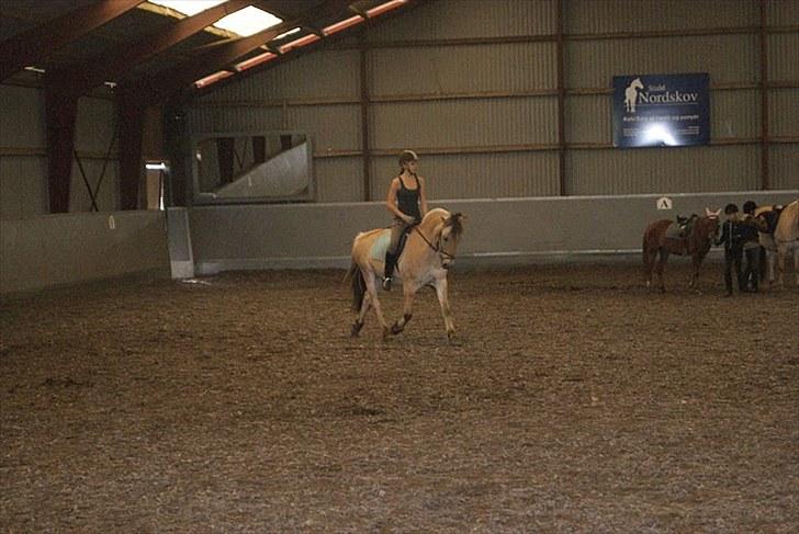 Fjordhest Herman - GL. PART - Dressurtræning<3 billede 5