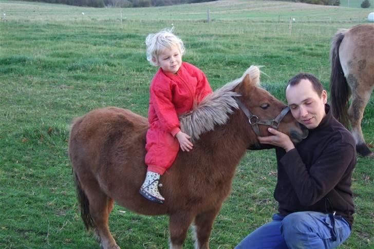Shetlænder Mille  #SOLGT# - får lige en lille tur på Mille på foldden billede 11