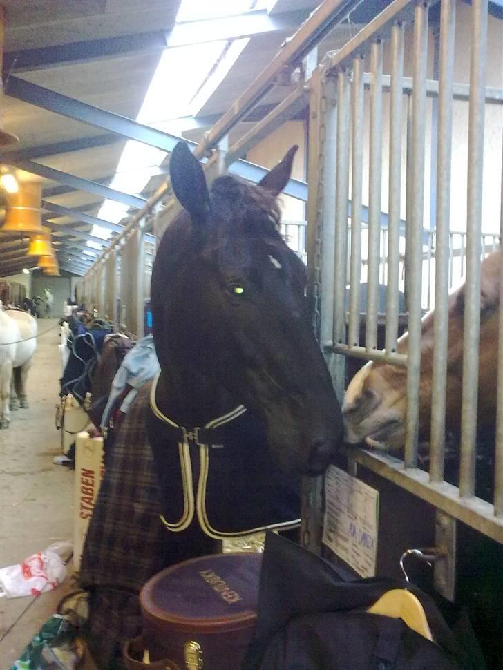 Dansk Varmblod Silva Bakkely <3  - mys mys billede 12