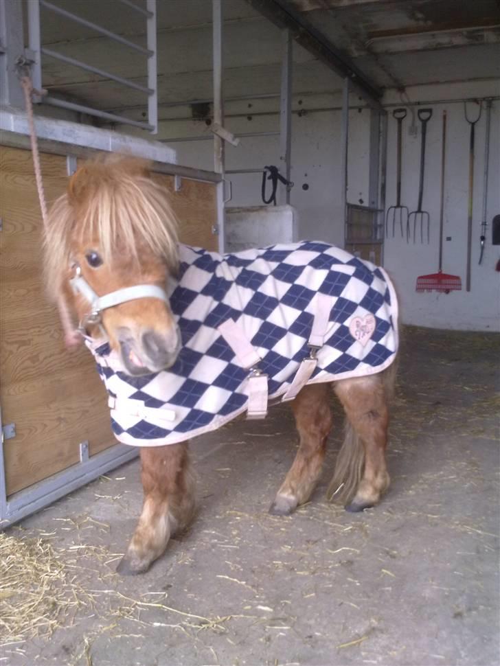 Shetlænder Mille  #SOLGT# - Mille billede 12