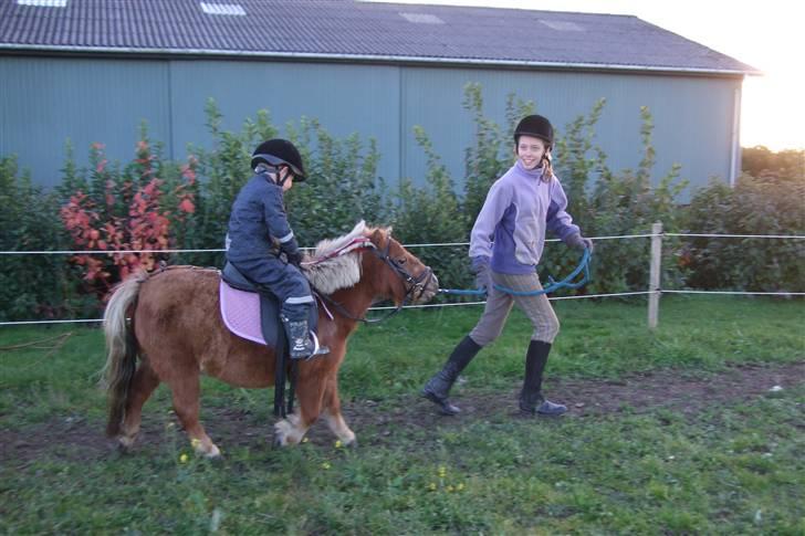 Shetlænder Mille  #SOLGT# - min bror rider også nogen gange på hende billede 13