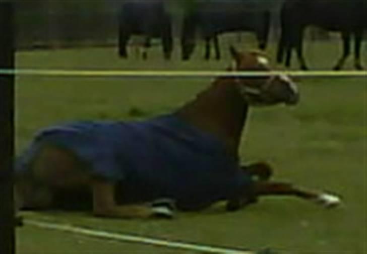 Welsh Partbred (Sec F) Khesjans Beauty † - 12) Beauty havde lige været nede og rulle sig ;-) billede 12