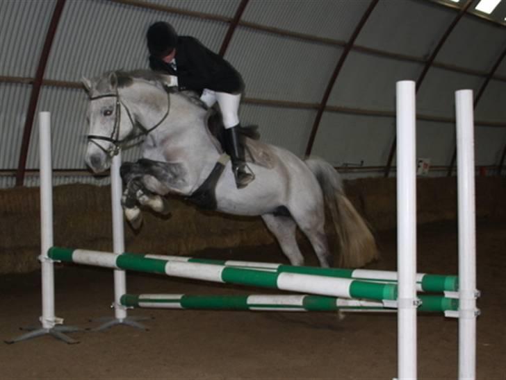 Dansk Varmblod Ny Quilinde Marie DeRoyal billede 1