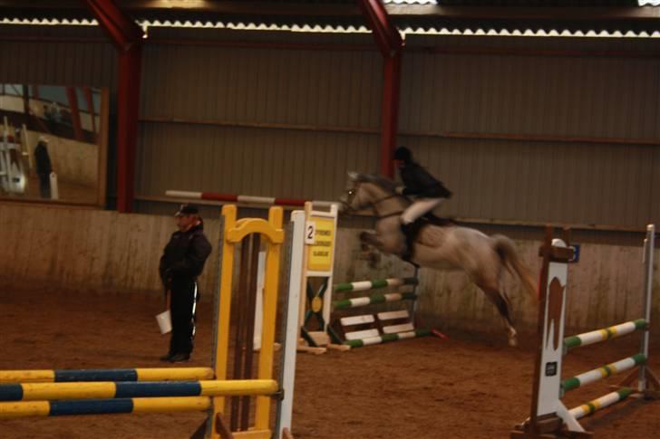 Dansk Varmblod Ny Quilinde Marie DeRoyal billede 2