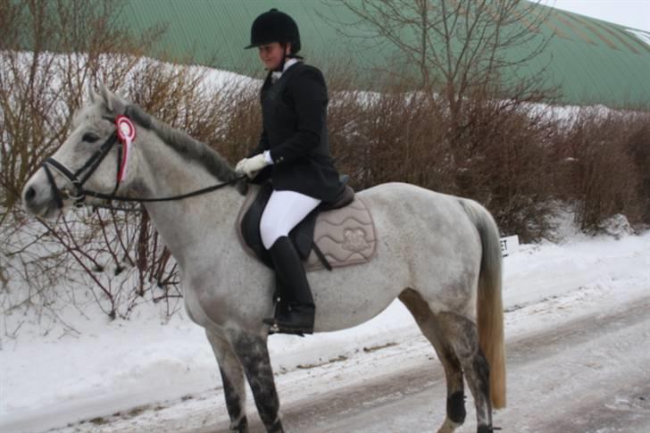 Dansk Varmblod Ny Quilinde Marie DeRoyal billede 3