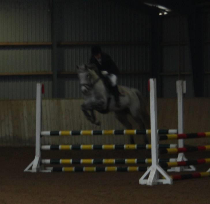 Dansk Varmblod Ny Quilinde Marie DeRoyal billede 4