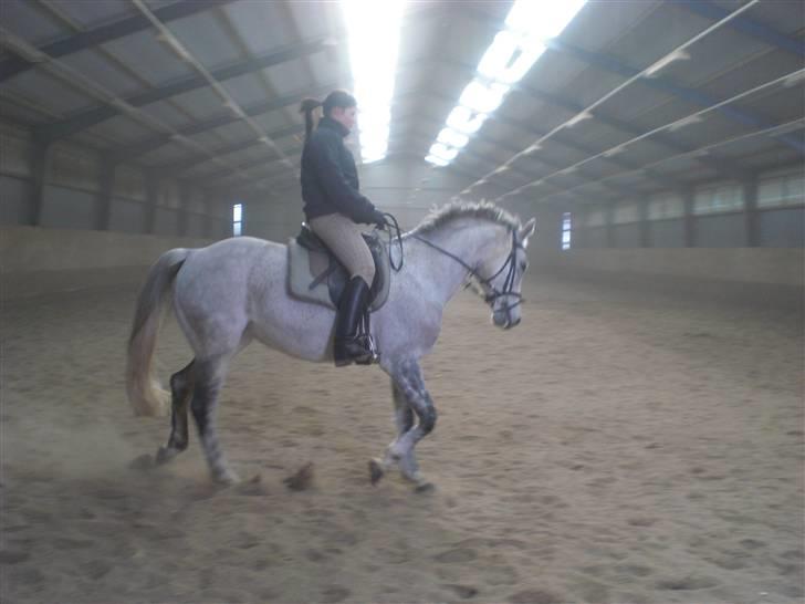 Dansk Varmblod Ny Quilinde Marie DeRoyal billede 5