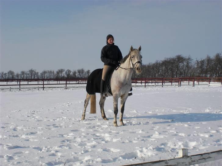 Dansk Varmblod Ny Quilinde Marie DeRoyal billede 6