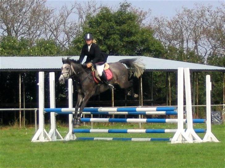 Dansk Varmblod Ny Quilinde Marie DeRoyal billede 7