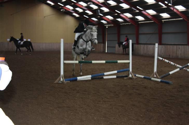 Dansk Varmblod Ny Quilinde Marie DeRoyal billede 8