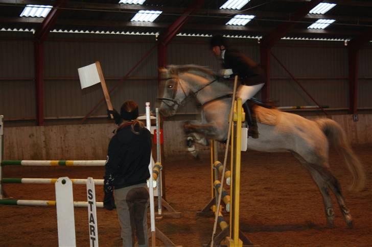 Dansk Varmblod Ny Quilinde Marie DeRoyal billede 9