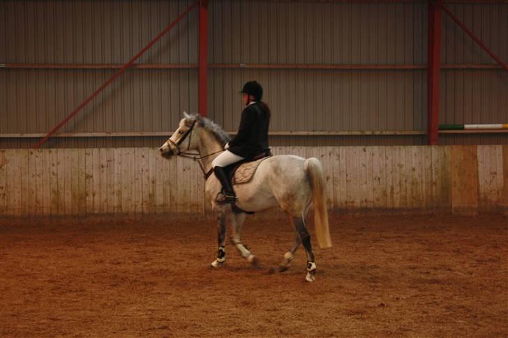 Dansk Varmblod Ny Quilinde Marie DeRoyal billede 10