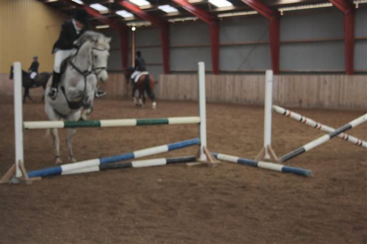 Dansk Varmblod Ny Quilinde Marie DeRoyal billede 11