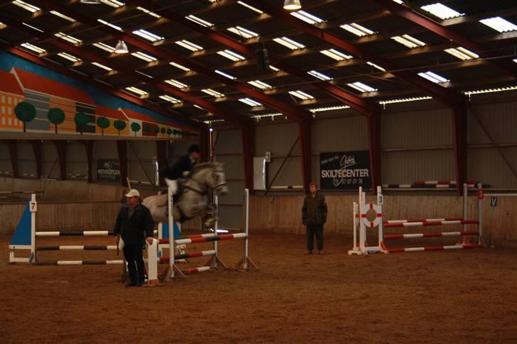 Dansk Varmblod Ny Quilinde Marie DeRoyal billede 12