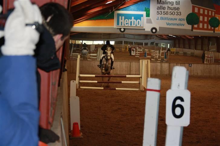 Dansk Varmblod Ny Quilinde Marie DeRoyal billede 13