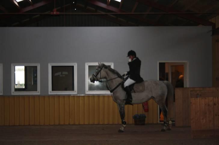 Dansk Varmblod Ny Quilinde Marie DeRoyal billede 14