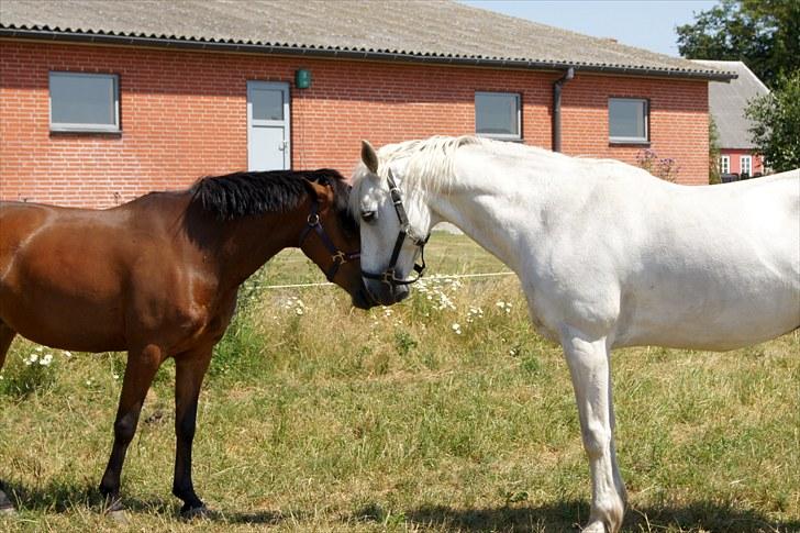 Anden særlig race Stjerne - foto:www.bricksite.dk/AHH-foto billede 11