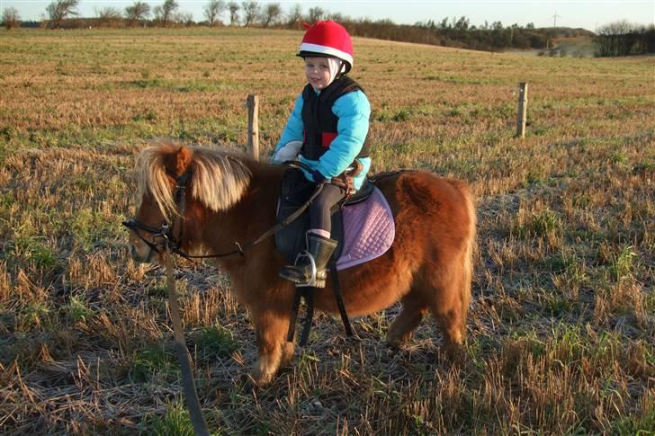 Shetlænder Mille  #SOLGT# - ud og ride i julen 08 billede 15
