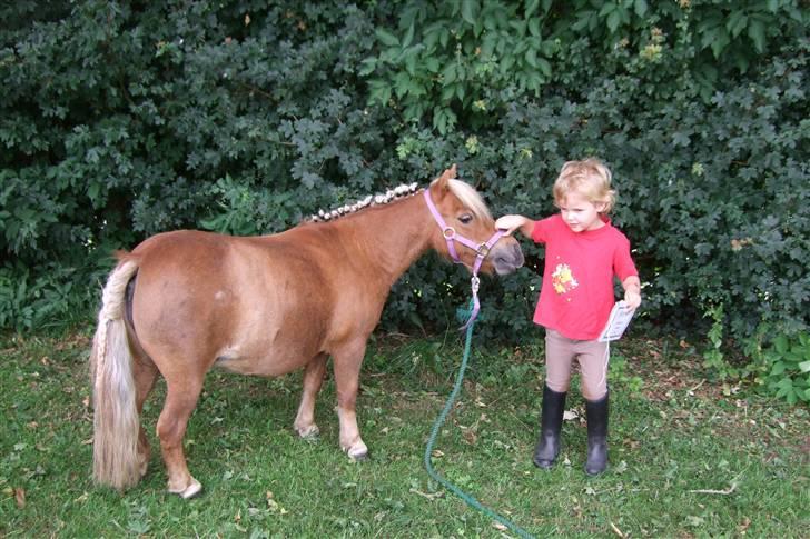 Shetlænder Mille  #SOLGT# - Til børnedyrskue billede 16