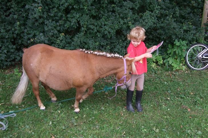 Shetlænder Mille  #SOLGT# - Mille vil spise vores diplom billede 17