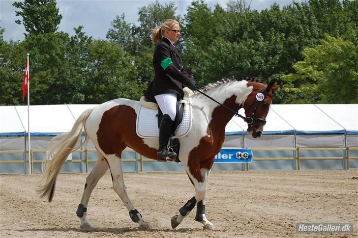 Pinto Hoelgaard´s Ram A Quena - Fra Roskildedyrskue taget af Jette N billede 15