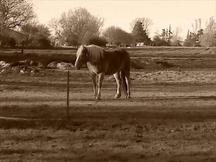 Haflinger Ginni af Kastanjegård billede 3