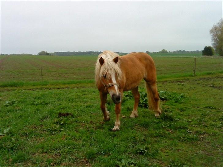 Haflinger Ginni af Kastanjegård billede 4
