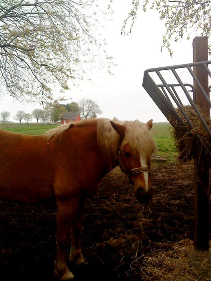 Haflinger Ginni af Kastanjegård billede 5