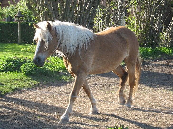 Haflinger Ginni af Kastanjegård billede 6