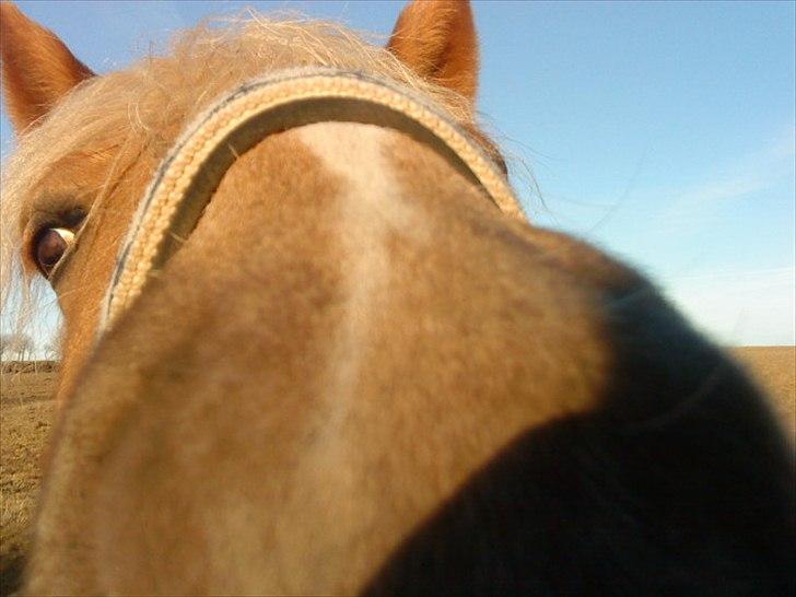 Haflinger Ginni af Kastanjegård billede 7