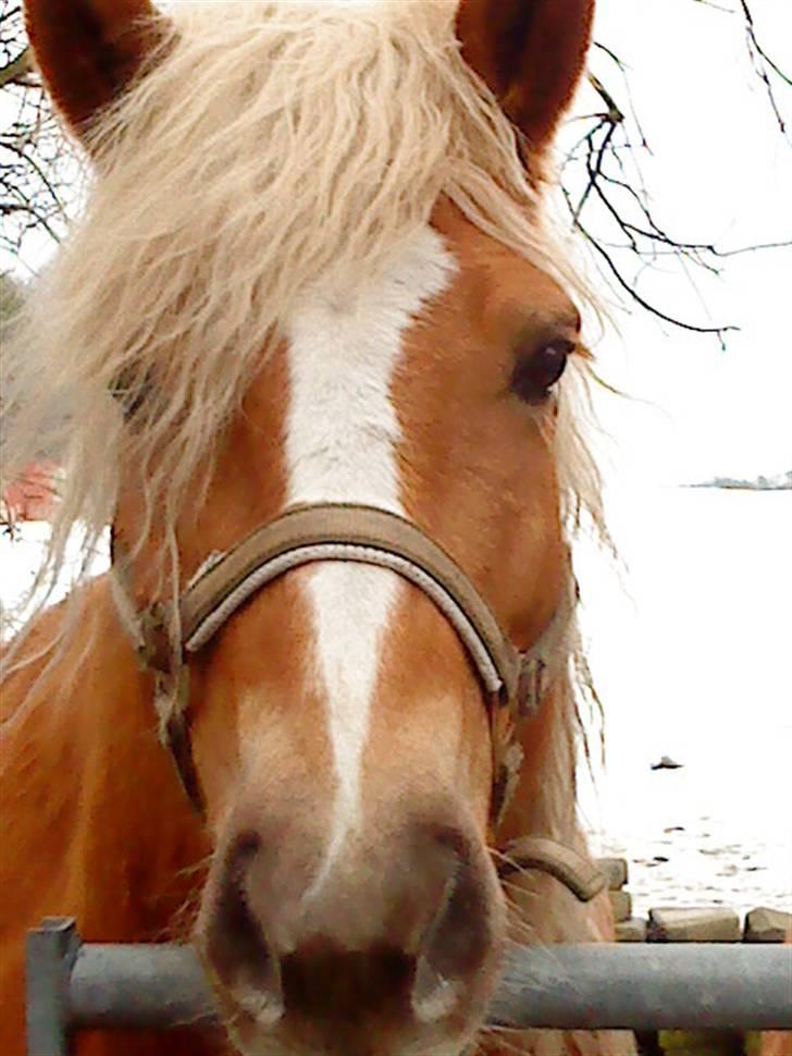 Haflinger Ginni af Kastanjegård billede 8
