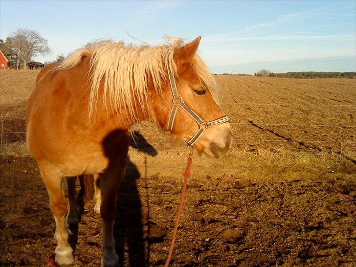 Haflinger Ginni af Kastanjegård billede 9