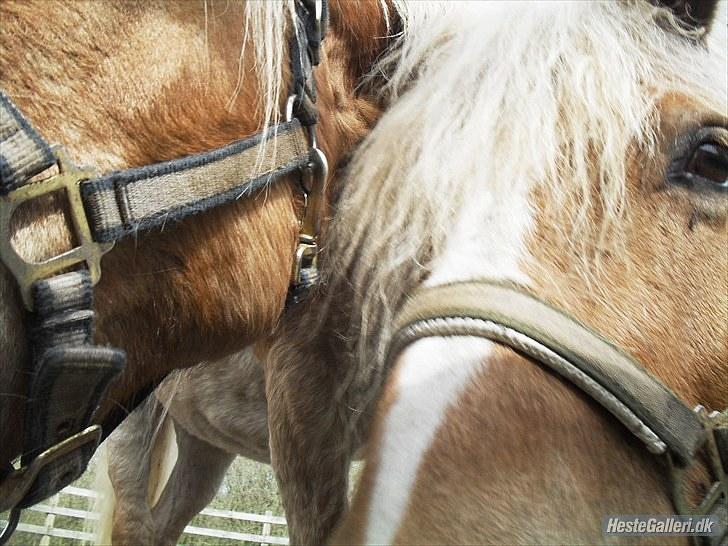 Haflinger Ginni af Kastanjegård - Foto: jose<3 billede 10