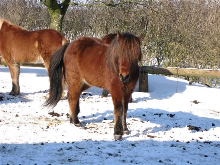 Islænder Sleipnir fra Hammelsvang billede 14