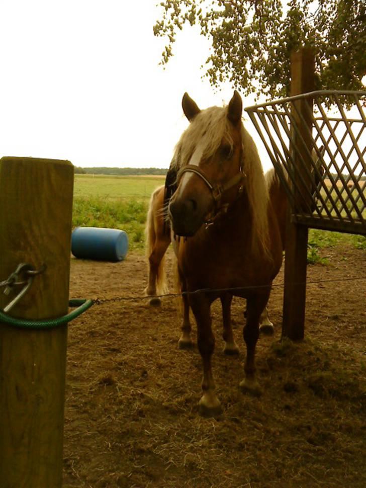 Haflinger Ginni af Kastanjegård billede 11